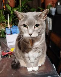 Reunited Female Cat last seen Maizefield Lane & Dairy Glen, Fuquay-Varina, NC 27526