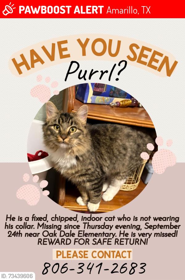 Lost Male Cat last seen 30th and Hill, Amarillo, TX 79103