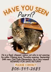 Lost Male Cat last seen 30th and Hill, Amarillo, TX 79103