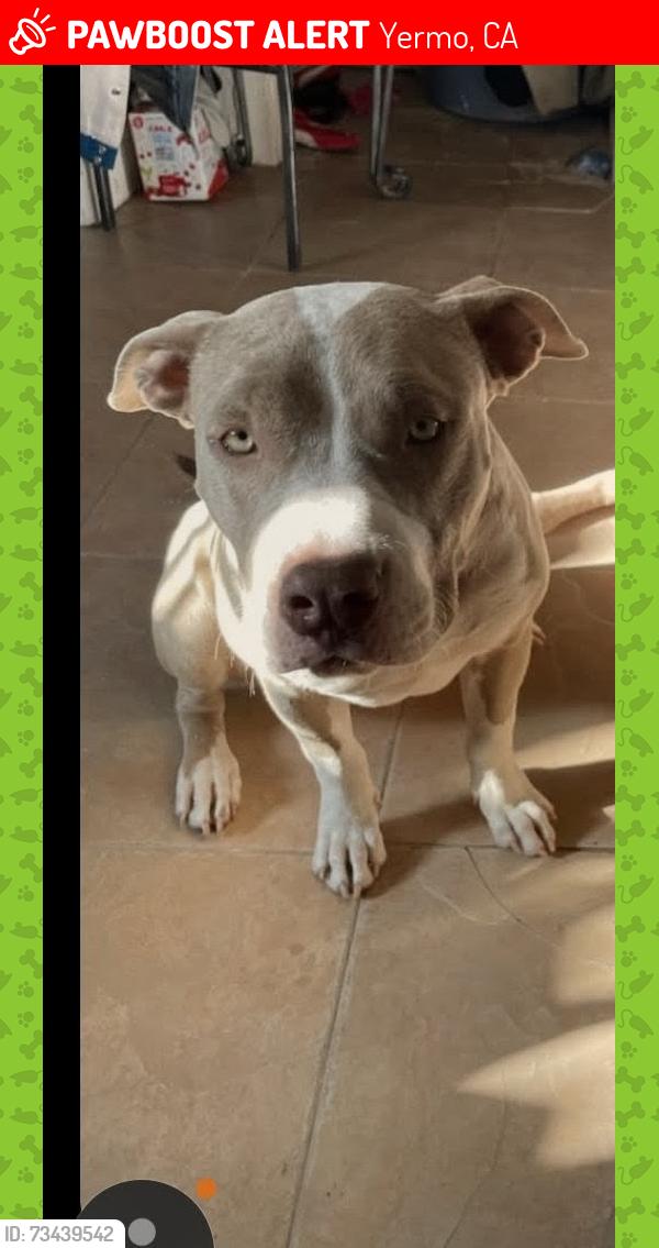 Lost Female Dog last seen Mc cormmick, Yermo, CA 92398