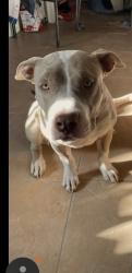 Lost Female Dog last seen Mc cormmick, Yermo, CA 92398