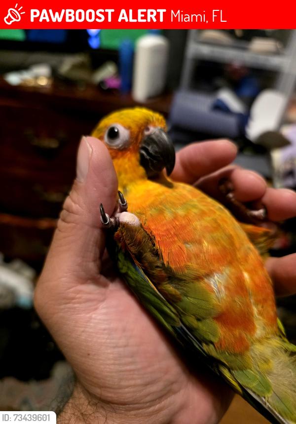 Lost Male Bird last seen Near Sw 76th Lane, Miami, FL 33193