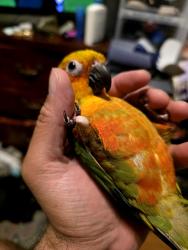 Lost Male Bird last seen Near Sw 76th Lane, Miami, FL 33193