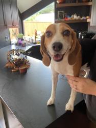 Reunited Female Dog last seen Kenross and kempforest, Houston, TX 77043