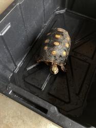 Found/Stray Unknown Reptile last seen Monte Carlo s, Margate, FL 33063