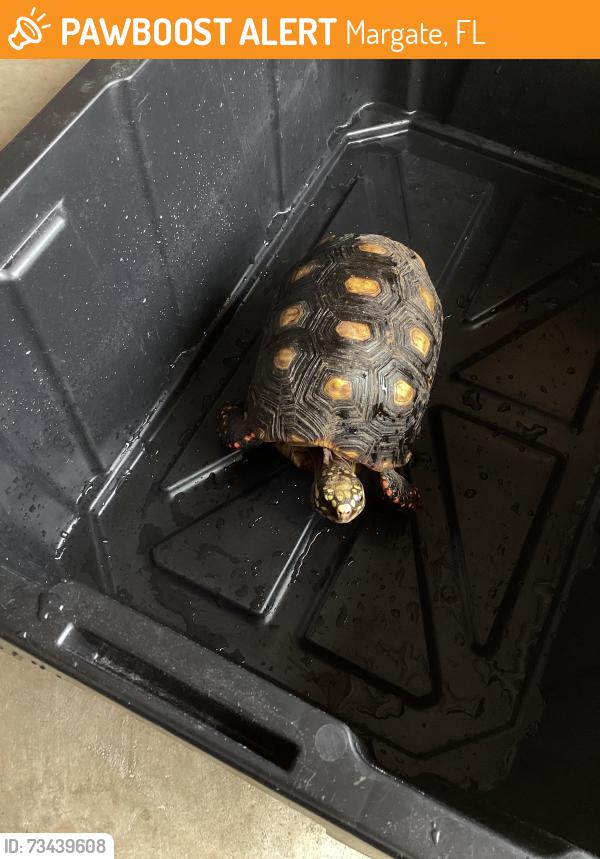 Found/Stray Unknown Reptile last seen Monte Carlo s, Margate, FL 33063