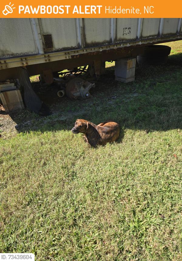 Found/Stray Female Dog last seen Mt Wesley and stikeleather rd hiddenitte, Hiddenite, NC 28636