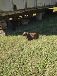 Found/Stray Female Dog last seen Mt Wesley and stikeleather rd hiddenitte, Hiddenite, NC 28636