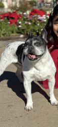 Reunited Male Dog last seen Aquarius Drive and Westonhill, San Diego, CA 92126