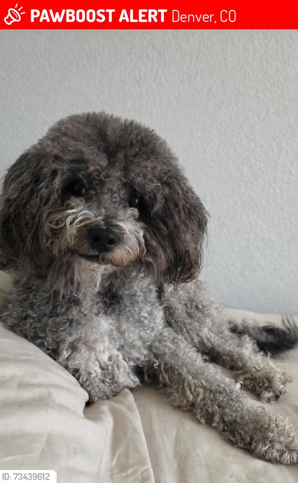 Lost Male Dog last seen Near 47th Drive, Denver, CO 80249