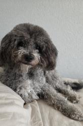 Lost Male Dog last seen Near 47th Drive, Denver, CO 80249