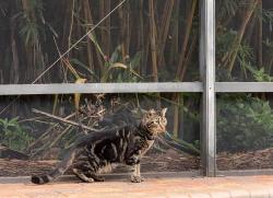 Lost Male Cat last seen Debary Manor, DeBary, FL 32713