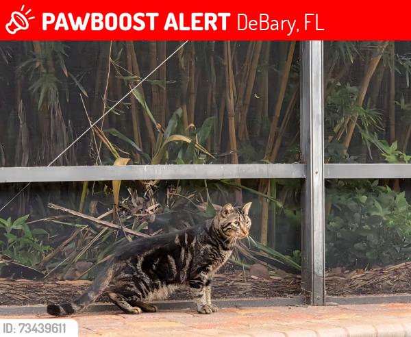 Lost Male Cat last seen Debary Manor, DeBary, FL 32713