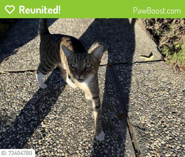 Reunited Unknown Cat last seen Snell and Blossom Hill, San Jose, CA 95123