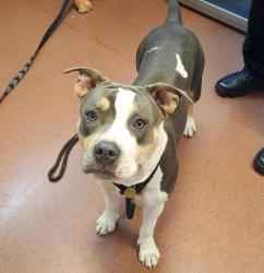 Shelter Stray Female Dog last seen Near Arroyo Avenue, SAN LEANDRO, CA, 94577, 8323 Baldwin St, Oakland, CA 94621, USA