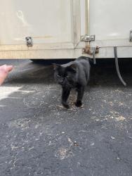 Found/Stray Unknown Cat last seen Freeway wall 694, New Brighton, MN 55112