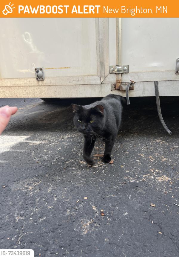 Found/Stray Unknown Cat last seen Freeway wall 694, New Brighton, MN 55112