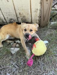 Lost Male Dog last seen Timmermann Rd Seguin tx, Seguin, TX 78155