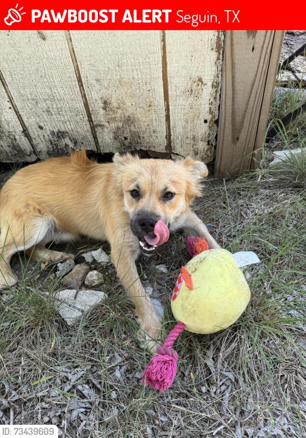 Lost Male Dog last seen Timmermann Rd Seguin tx, Seguin, TX 78155