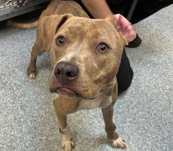 Shelter Stray Female Dog last seen SE 84th and Duke, OR, 1700 W Historic Columbia River Hwy, Troutdale, OR 97060, USA