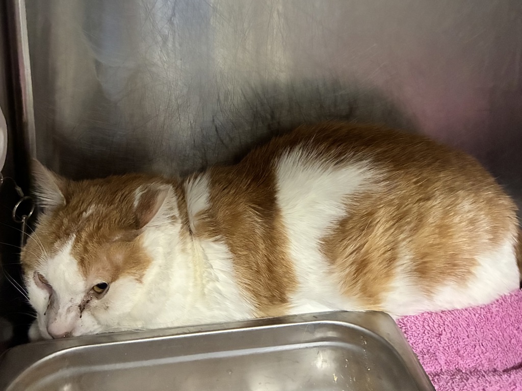 Shelter Stray Male Cat last seen Near W Snow Queen Place, SALT LAKE CITY, UT, 84104, 511 W 3900 S, Salt Lake City, UT 84123, USA
