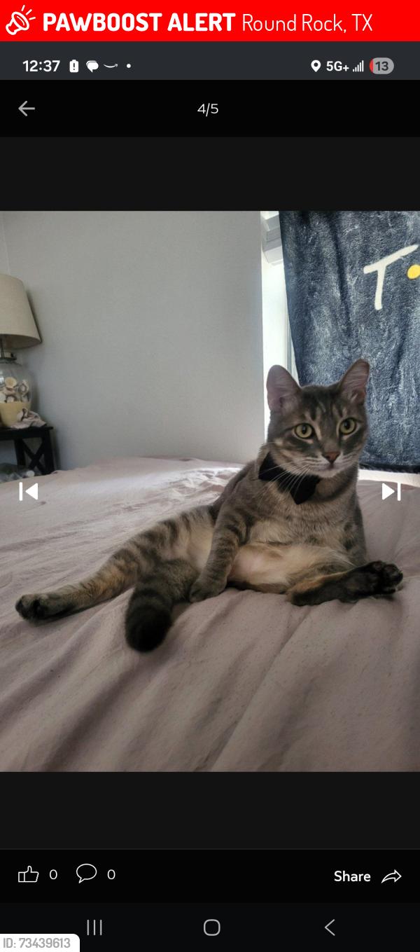 Lost Male Cat last seen Near sunrise Road, Round Rock, TX 78664
