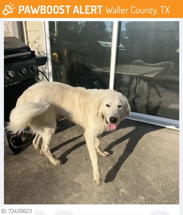 Found/Stray Unknown Dog last seen FM 529. Peregrine ests, Waller County, TX 77423