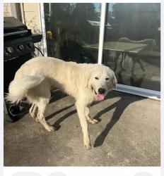 Found/Stray Unknown Dog last seen FM 529. Peregrine ests, Waller County, TX 77423