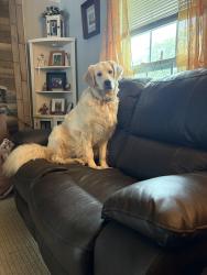 Lost Female Dog last seen Hillcrest Dr area, Fredericksburg, VA 22401