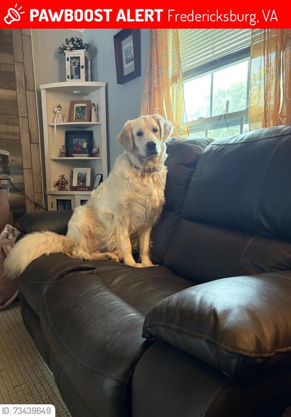 Lost Female Dog last seen Hillcrest Dr area, Fredericksburg, VA 22401