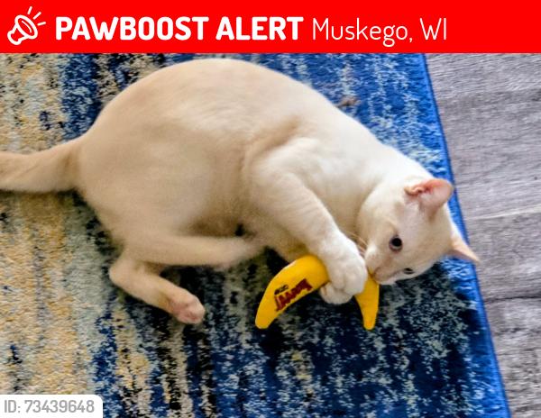 Lost Male Cat last seen Pioneer Dr Muskego, Muskego, WI 53150