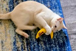 Lost Male Cat last seen Pioneer Dr Muskego, Muskego, WI 53150