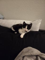 Found/Stray Male Cat last seen Papaya International Market parking lot, Fresno, CA 93711