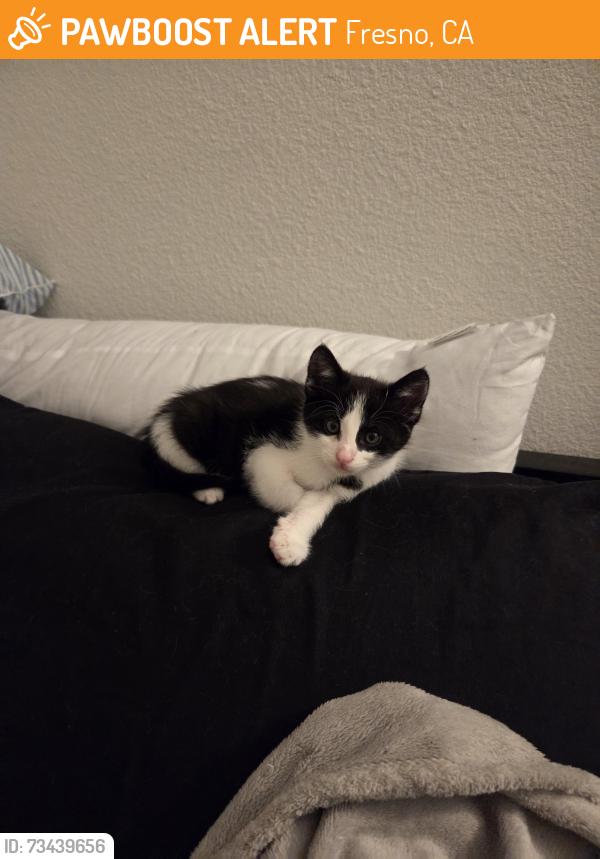 Found/Stray Male Cat last seen Papaya International Market parking lot, Fresno, CA 93711