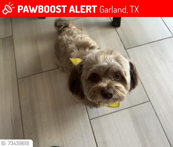 Lost Male Dog last seen Serca de la escuela o restaurante pupuceria el rinconcito, Garland, TX 75040