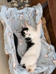 Lost Female Cat last seen morse park, Elk Grove, CA 95757