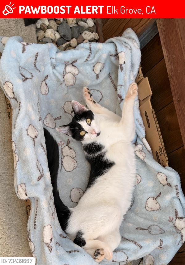 Lost Female Cat last seen morse park, Elk Grove, CA 95757