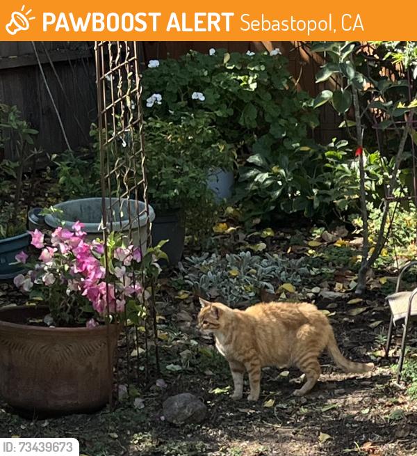 Found/Stray Unknown Cat last seen Near, Sebastopol, CA 95472
