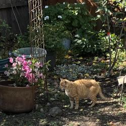 Found/Stray Unknown Cat last seen Near, Sebastopol, CA 95472