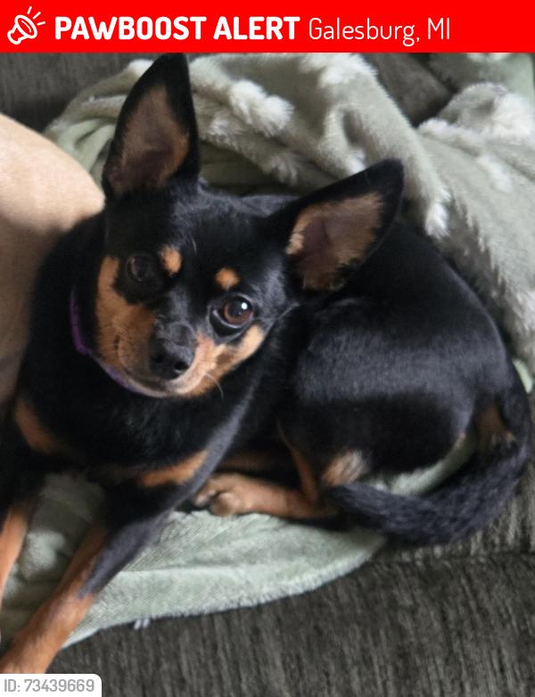 Lost Female Dog last seen The open area behind the apmt complex, Galesburg, MI 49053
