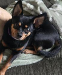 Lost Female Dog last seen The open area behind the apmt complex, Galesburg, MI 49053