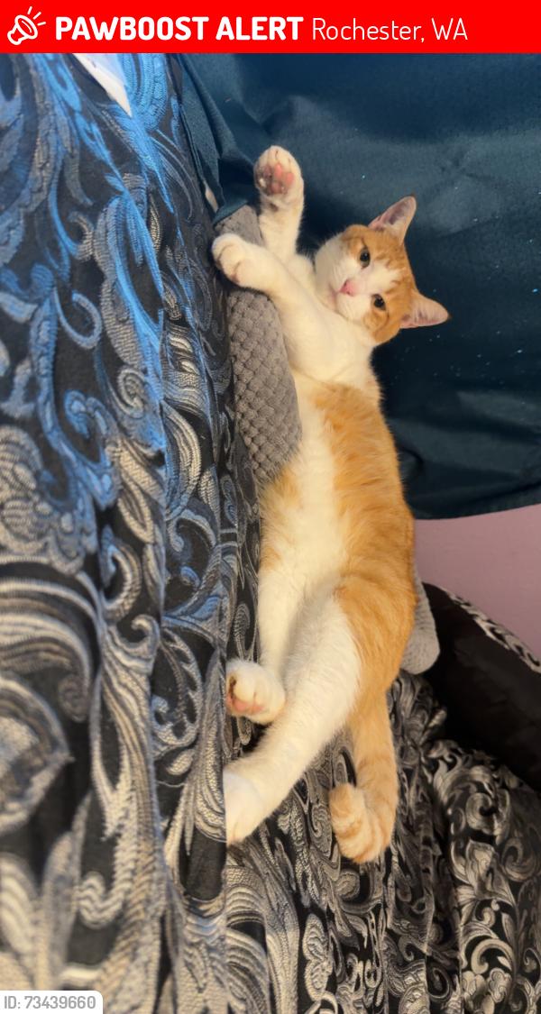 Lost Male Cat last seen Pecan Street SW & 191st Avenue, Rochester, WA 98579
