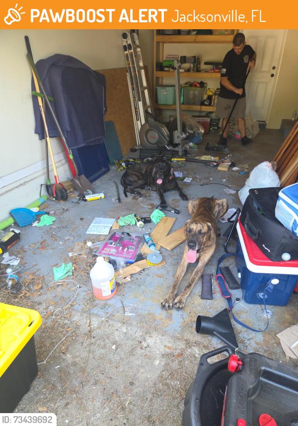 Found/Stray Male Dog last seen Merrill, Jacksonville, FL 32277
