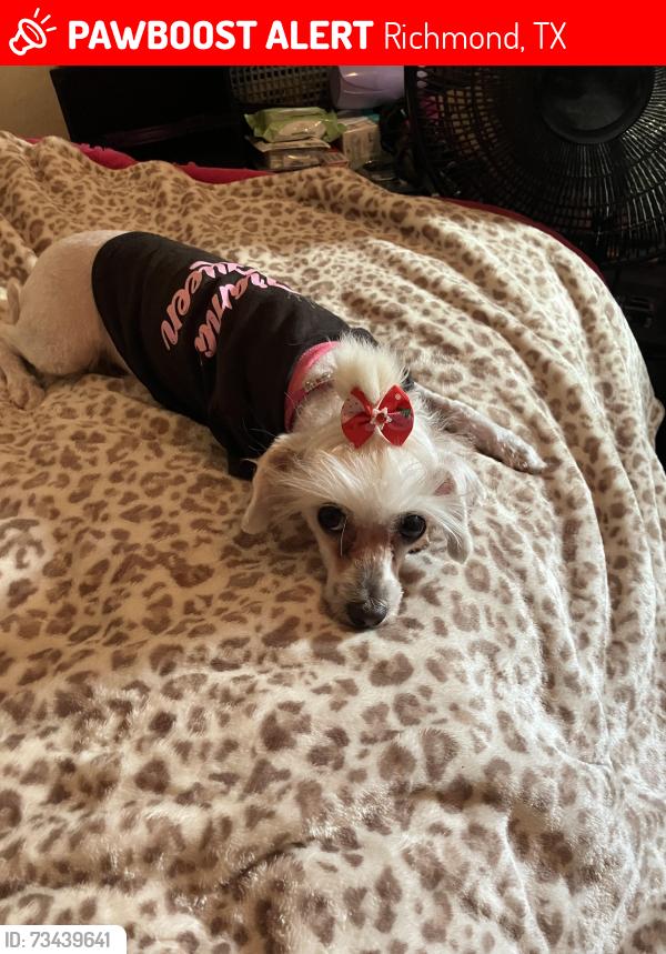 Lost Female Dog last seen Brazos village, Richmond, TX 77469