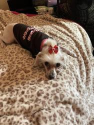 Lost Female Dog last seen Brazos village, Richmond, TX 77469