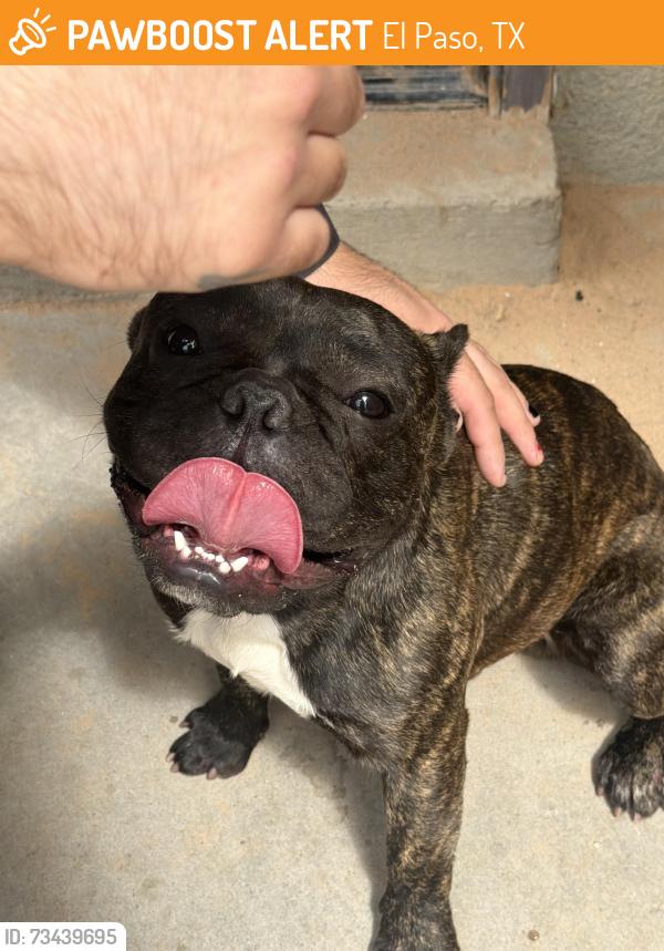 Found/Stray Male Dog last seen Rich Beem and hueco cave, El Paso, TX 79938
