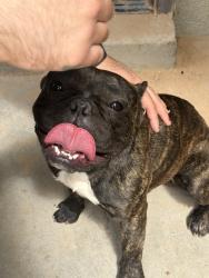 Found/Stray Male Dog last seen Rich Beem and hueco cave, El Paso, TX 79938