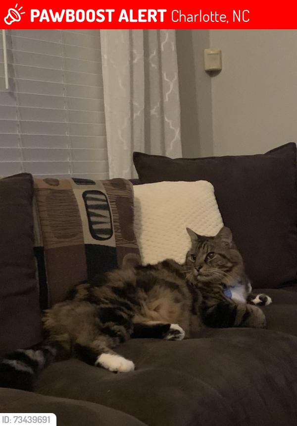 Lost Male Cat last seen The Reserve at Canyon hills, Charlotte, NC 28215