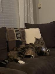 Lost Male Cat last seen The Reserve at Canyon hills, Charlotte, NC 28215