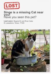 Lost Female Cat last seen Bogota drive and river oaks drive, Pasadena, TX 77505